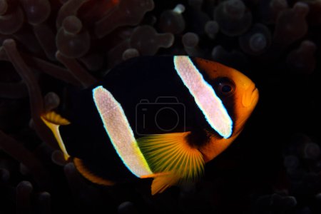 Photo for Clarks Anemonefish. North Male Atoll, Maldives - Royalty Free Image