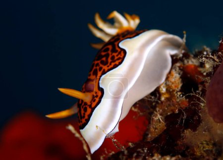 Photo for Close-up of a Goniobranchus gleniei Nudibranch. North Male Atoll, Maldives - Royalty Free Image