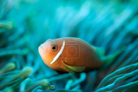 Photo for Maldives Anemonefish (Amphiprion nigripes). North Male Atoll, Maldives - Royalty Free Image