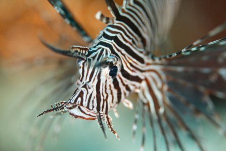 Photo for Close-up of a Red Lionfish (Pterois volitans). North Male Atoll, Maldives - Royalty Free Image