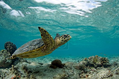 Téléchargez les photos : Hawksbill Turtle (Eretmochelys imbricata) Swimming in Shallow Water. Helengeli, North Male Atoll, Maldives - en image libre de droit