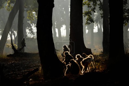 Photo for Group of Gray Langurs in the Forest, at Dawn. Kanha, India - Royalty Free Image