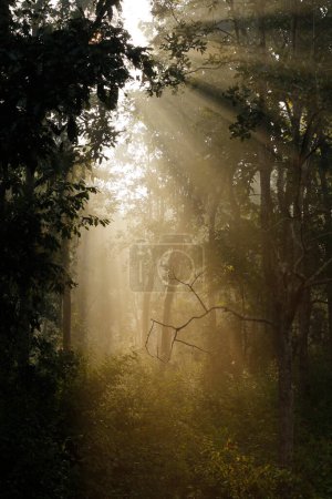 Photo for Morning Sun Rays Breaking thorugh the Foliage in Pench Forest. Pench National Park, Madhya Pradesh, India - Royalty Free Image