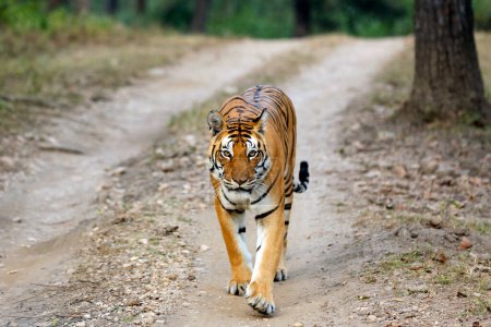 Photo for Bengal Tiger (Panthera tigris tigris) Approaching, Looking into the Camera. Kanha, India - Royalty Free Image