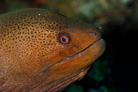 Photo for Close-up of a Giant Moray (Gymnothorax Javanicus). North Male Atoll, Maldives - Royalty Free Image