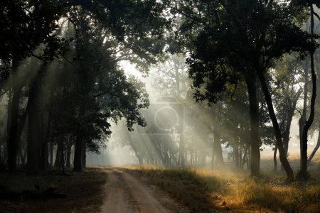 Photo for Morning Sun Rays Breaking through the Trees, over a Gravel Road in Kanha Forest. Kanha National Park, Madya Pradesh, India - Royalty Free Image