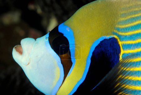 Photo for Close-up of an Emperor Angelfish (Pomacanthus imperator). North Male Atoll, Maldives - Royalty Free Image