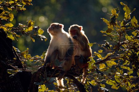 Foto de Rhesus Macaques (Macaca mulatta) on Branch, in Morning Sun. Jim Corbett National Park, India - Imagen libre de derechos