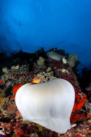 Téléchargez les photos : Clownfish mouffette rose (Amphiprion perideraion, alias Pink Anemonefish) dans Anémone sur le récif, contre Blue Surface. Misool, Raja Ampat, Indonésie - en image libre de droit