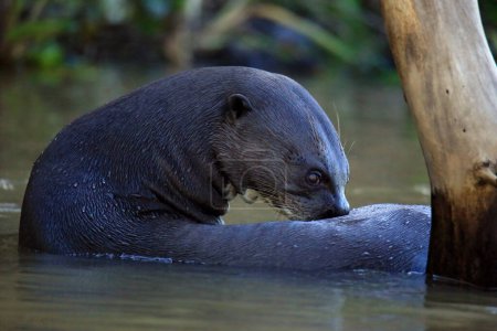 Photo for Giant Otter (Pteronura brasiliensis) in the River. Pantanal, Brazil - Royalty Free Image