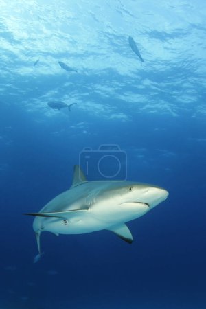 Photo for Caribbean Reef Shark (Carcharhinus perezi). Tiger Beach, Bahamas - Royalty Free Image