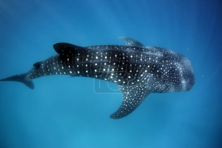Photo for Whale Shark (Rhincodon typus) from Above, in Blue Water with Sunrays. Mafia Island, Tanzania - Royalty Free Image