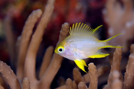 Photo for Ternate Damsel (Amblyglyphidodon ternatensis) over Coral Reef. Mommon, West Papua, Indonesia - Royalty Free Image