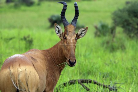 Close-up of a Hartebeest (Alcelaphus buselaphus, aka Kongoni), Feeding and Looking into the Camera. Murchison Falls National Park, Uganda