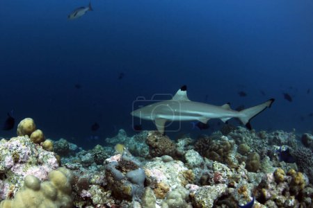 Photo for Blacktip Reef Shark (Carcharhinus melanopterus) on Reef. Helengeli, North Male Atoll, Maldives - Royalty Free Image