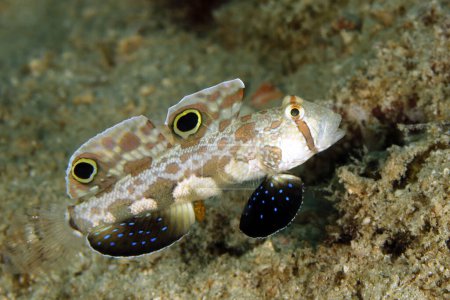 Photo for Twin-spot Goby (Signigobius biocellatus, aka Crab-eyed Goby). Triton Bay, West Papua, Indonesia - Royalty Free Image