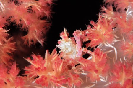 Candy Crab (aka Soft Coral Crab, Hoplophrys oatesi) in a Soft Coral. Moalboal, Philippines