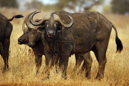 Buffles africains (Syncerus caffer caffer, alias Cape Buffalo). Taita Hills, Kenya