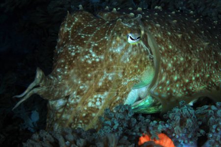 Photo for Close-up of a Broadclub Cuttlefish (Sepia latimanus). Anilao, Philippines - Royalty Free Image