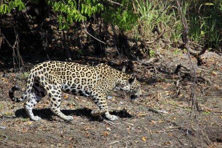 Jaguar zu Fuß am Flussufer entlang, Pantanal, Brasilien