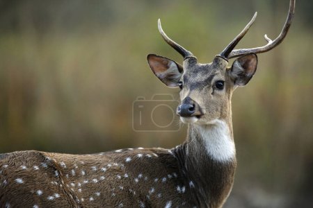 Spotted Deer (Axis axis, aka Chital, Axis Deer). Jim Corbett National Park, India