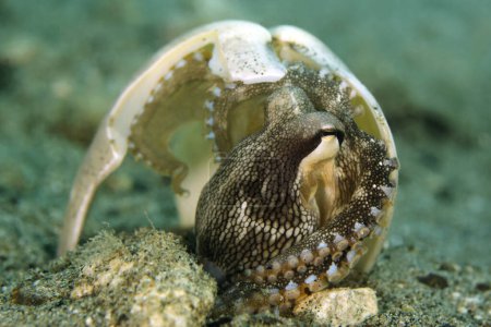 Photo for Coconut Octopus (Amphioctopus marginatus, aka Veined Octopus) Sheltering under a Broken Shell. Ambon, Indonesia - Royalty Free Image