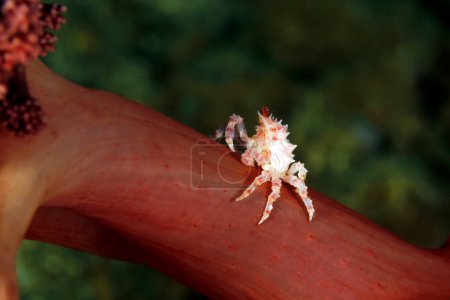 Cangrejo caramelo (Hoplophrys oatesi, también conocido como Cangrejo de Coral Suave) en un Coral. Ambon, Indonesia