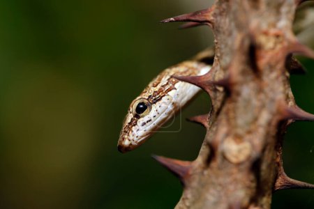 Foto de Close-up of a Juvenile Bronzeback Snake. Abai, río Kinabatangan, Sabah. Borneo, Malasia - Imagen libre de derechos