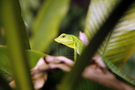 Green Crested Lizard (Bronchocela cristatella). Danum Valley, Sabah. Borneo, Malaysia