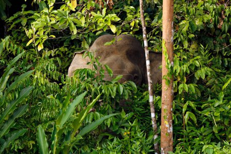 Borneo-Elefant (Elephas maximus borneensis, aka Borneo-Pygmäenelefant, Borneo-Elefant), Blick aus der Vegetation. 