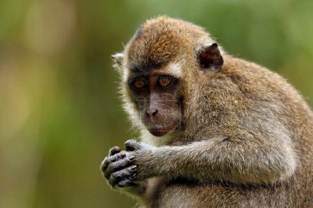 Foto de Close-up of a Juvenile Long-tailed Macaque (Juvenile Long-tailed Macaque, también conocido como Crab-eating Macaque). Río Kinabatangan, Sukau, Sabah Borneo, Malasia - Imagen libre de derechos