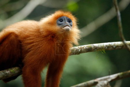 Maroon Leaf Monkey (Presbytis rubicunda, auch bekannt als Maroon Langur, Red Leaf Monkey, Red Langur). Danum Valley, Sabah. Borneo, Malaysia
