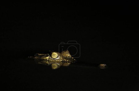 Junges Salzwasserkrokodil (Crocodylus porosus) im Wasser, mit Reflexion und schwarzem Hintergrund. Kinabatangan Fluss, Abai, Sabah Borneo, Malaysia