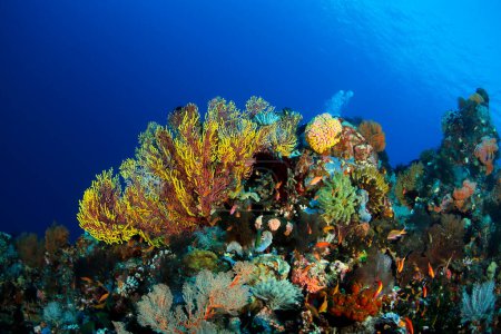 Bunte Korallenriffe gegen blaues Wasser. Ambon, Indonesien