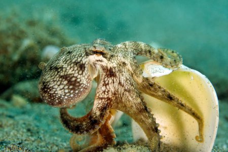 Close-up of a Coconut Octopus (Amphioctopus marginatus, aka Veined Octopus) on the Go, Carying a Shell over the Sandy Bottom. Ambon, Indonesia