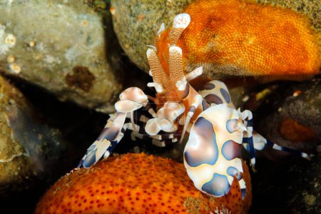 Harlequin Shrimp (Hymenocera elegans) Feeding on a Sea Star. Ambon, Indonesia