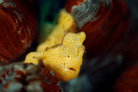 Frogfish (Antennarius pictus) peint en jaune sur un corail. Ambon, Indonésie