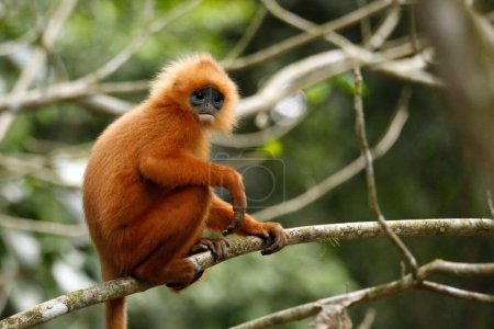 Maroon Leaf Monkey (Presbytis rubicunda, aka Maroon Langur, Red Leaf Monkey, Red Langur) on a Branch. Danum Valley, Sabah. Borneo, Malaysia