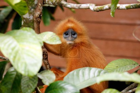 Eye Contact with a Maroon Leaf Monkey (Presbytis rubicunda, aka Maroon Langur, Red Leaf Monkey, Red Langur). Borneo Rainforest Lodge, Danum Valley, Sabah. Borneo, Malasia