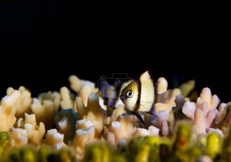 Two-stripe Damsel (Dascyllus reticulatus) on a Coral. Ambon, Indonesia