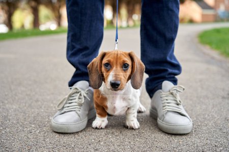 Miniature Dachshund puppy standing between owners legs looking at camera while on a walk                               