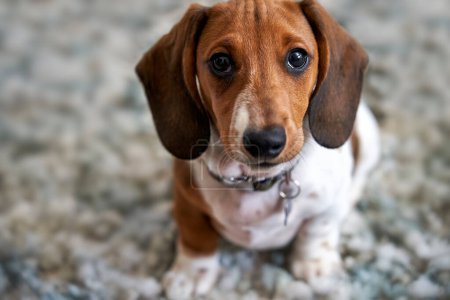 Photograph of a puppy miniature Piebald Dachshund dog sitting on floor looking at camera