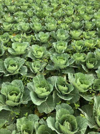 Cabbage plants growing in a field collectively. Ideal for agricultural, farming, organic produce, vegetables, growth, farming lifestyle content.
