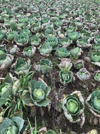 Cabbage plants grow on a piece of land collectively. but the results are not good. Ideal for farming, agriculture, organic products, vegetables, growing, farming lifestyle content.
