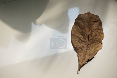 Photo for Leaf on table. Suitable for ecofriendly or nature themed designs, blog posts, social media graphics, or environmental awareness campaigns. - Royalty Free Image