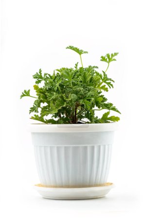 Téléchargez les photos : Jeune plante en géranium parfumé en pot de fleurs, répulsif moustiques, isolé sur fond blanc avec chemin de coupe - en image libre de droit
