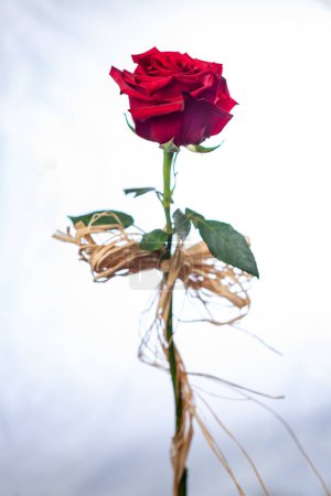 Photo for Single beautiful red rose isolated on white background - Royalty Free Image