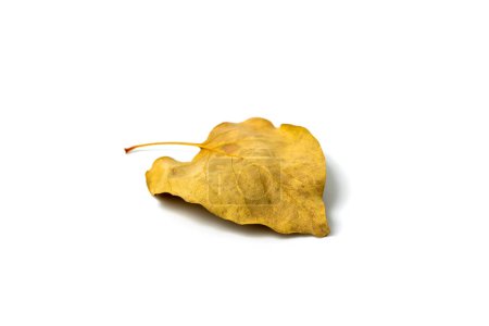 Dried yellow autumn leaf of linden tree on white background, autumn leaf
