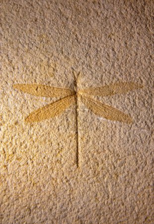 Photo for Fossilized dragonfly insect in the sandstone - Royalty Free Image
