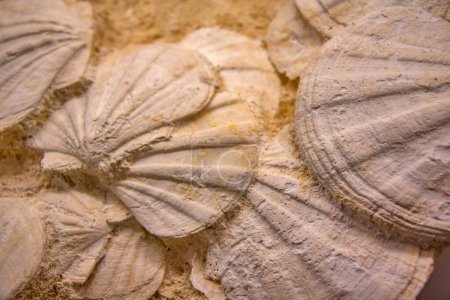 Foto de Grupo de las conchas fosilizadas en la roca - Imagen libre de derechos